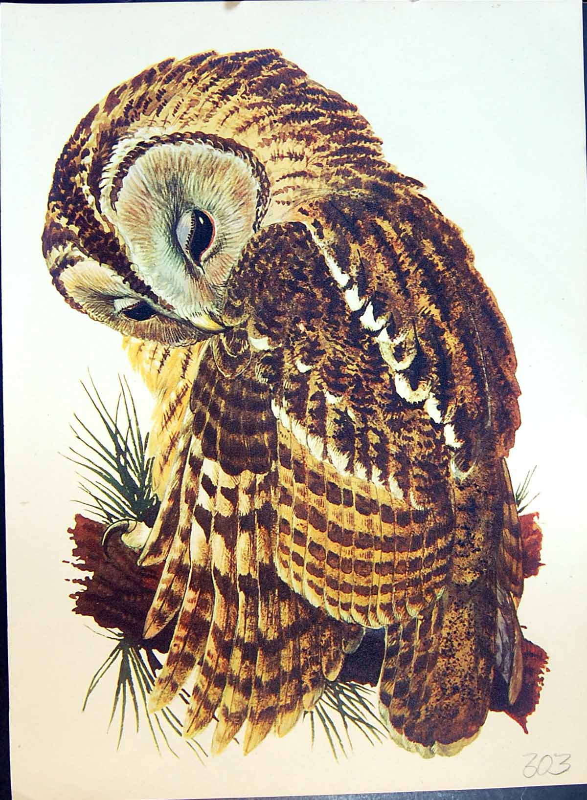 Original Old Antique Print Colour Owl