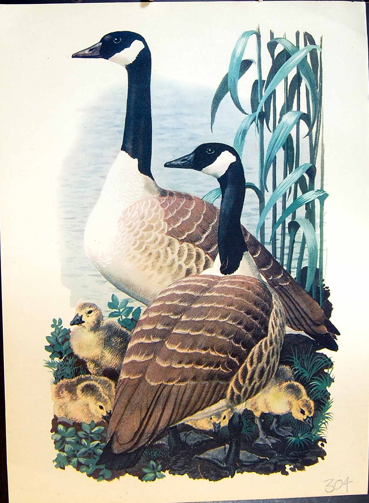 Original Old Antique Print Colour Geese Goslings Water Edge