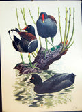 Original Old Antique Print Colour Scooter Birds Water