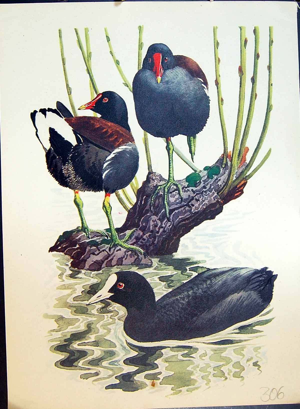 Original Old Antique Print Colour Scooter Birds Water