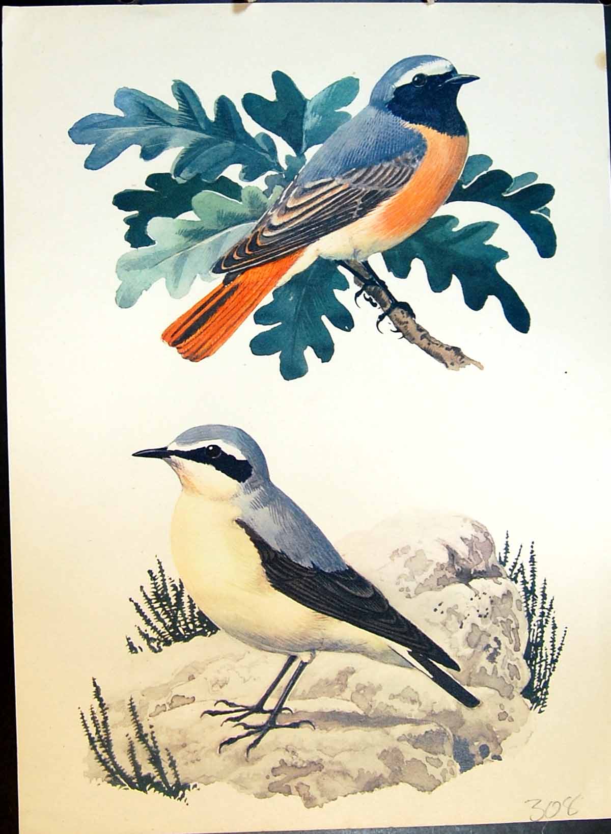 Original Old Antique Print Colour Birds