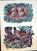 Original Old Antique Print Colour Bird Nest Blue Eggs Brown Speckled Eggs