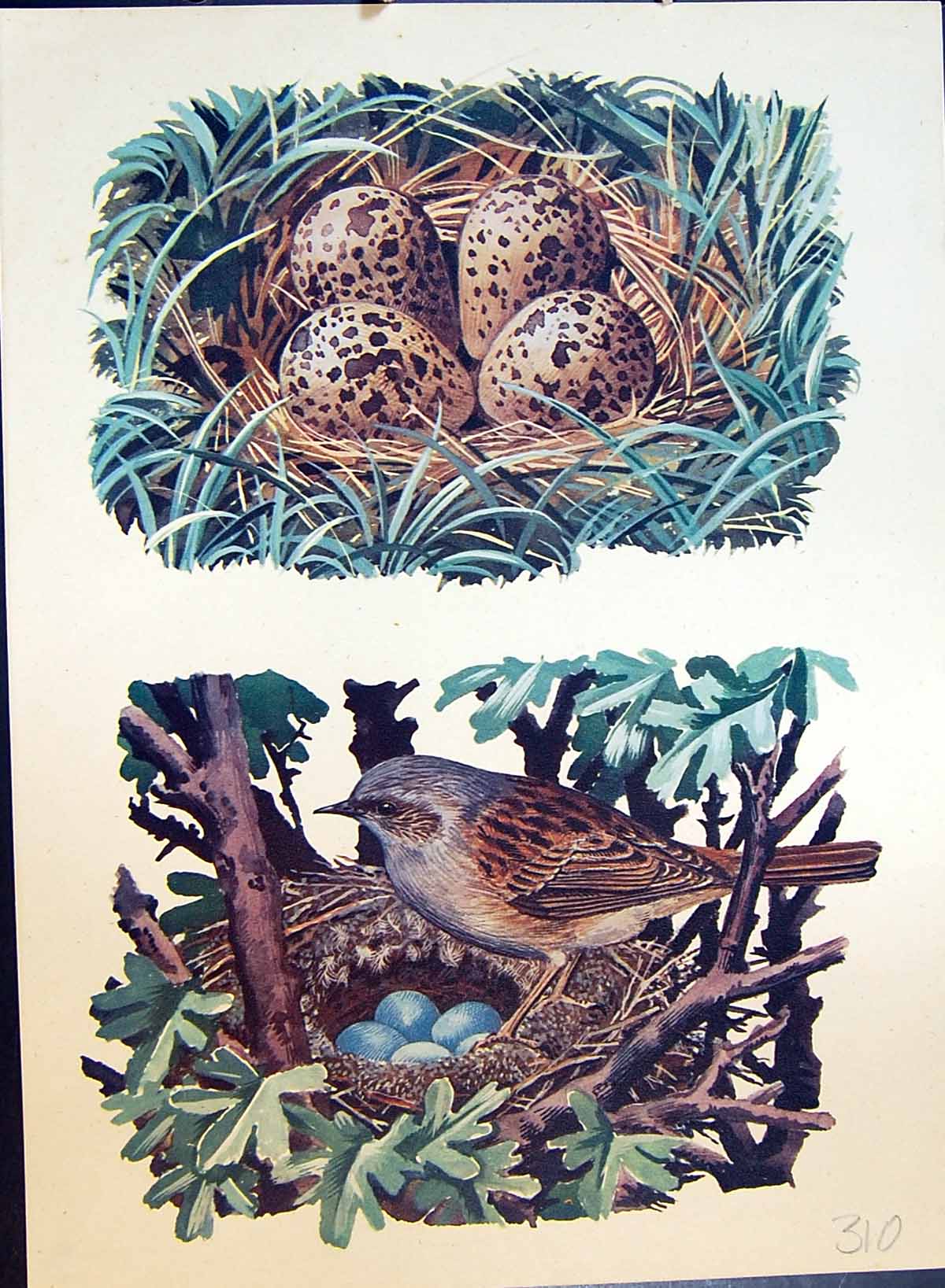 Original Old Antique Print Colour Bird Nest Blue Eggs Brown Speckled Eggs
