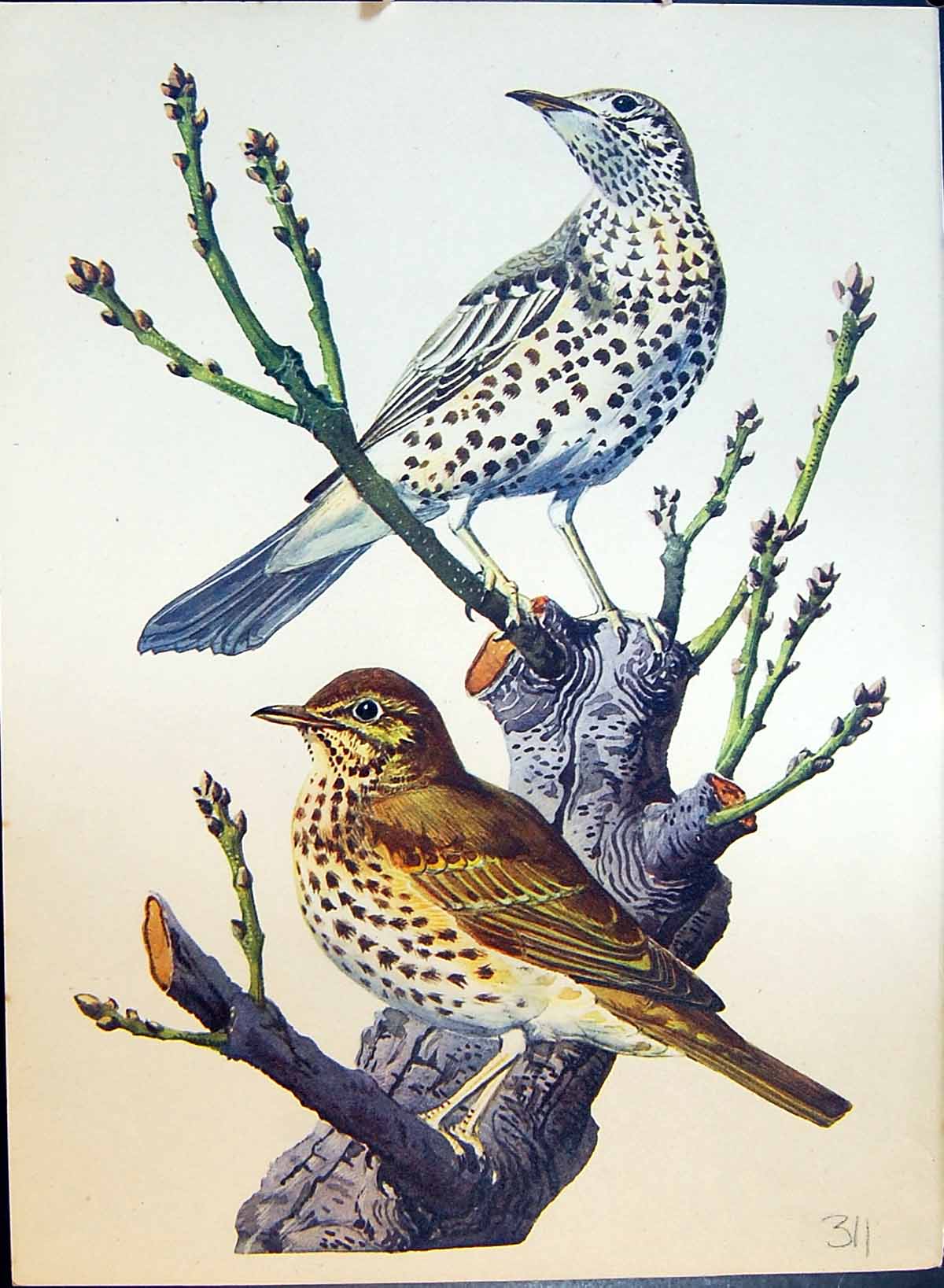 Original Old Antique Print Colour Birds Tree Branch