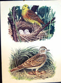 Old Antique Print Colour Brown Speckled Bird Nest Yellow Brown Bird Eggs