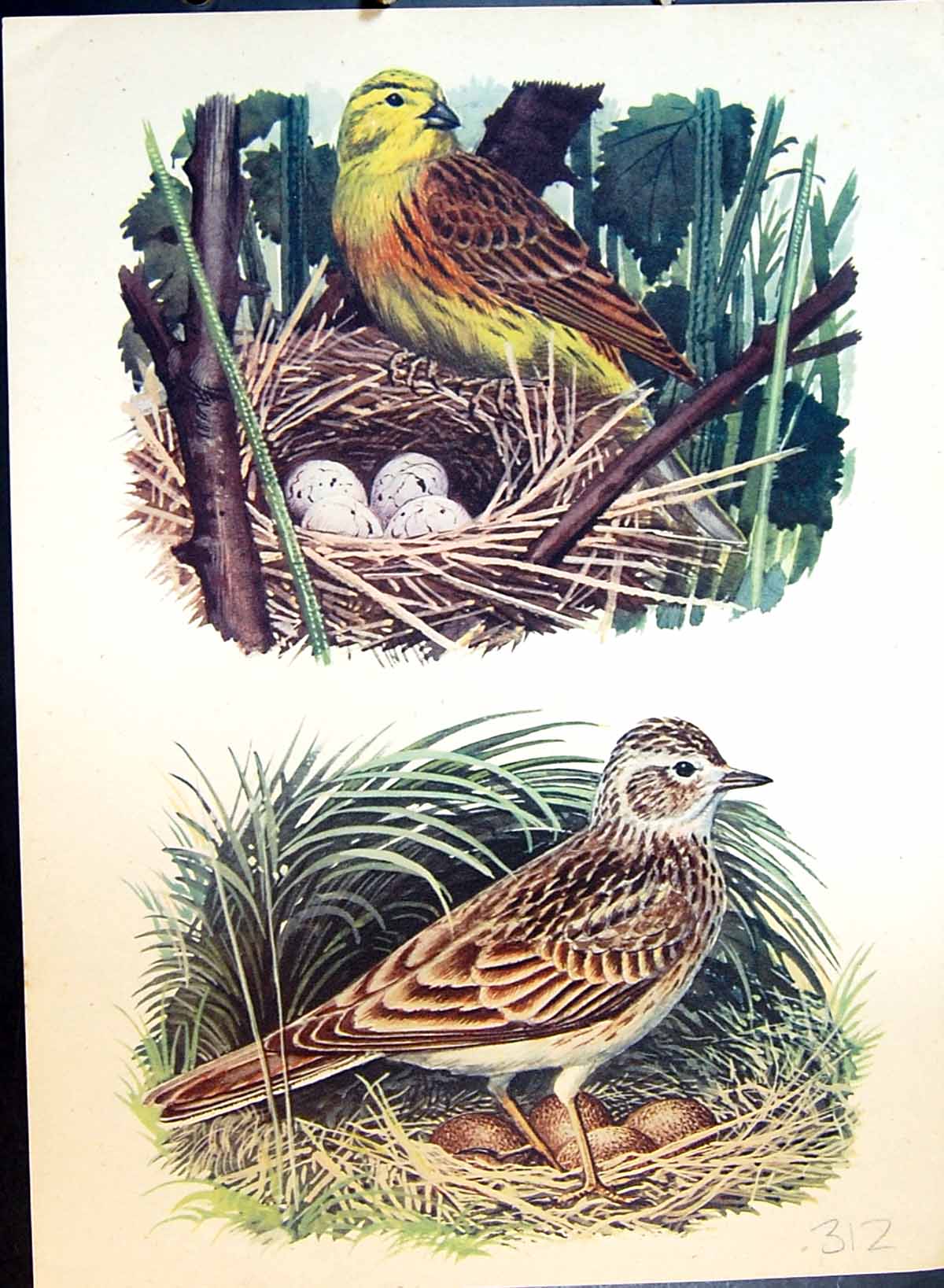 Old Antique Print Colour Brown Speckled Bird Nest Yellow Brown Bird Eggs