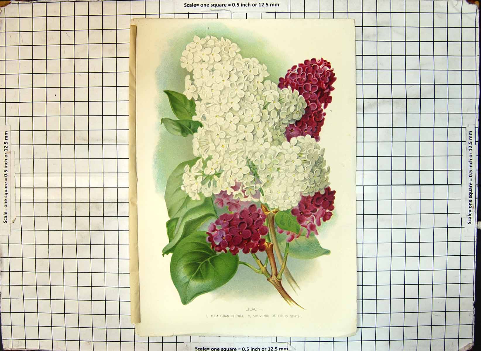 Old Antique Print Flowers Lilac Alba Grandiflora Souvenir De Louis Spath