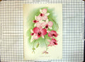 Original Old Antique Print Flower Dendrobium Phalaenopsis
