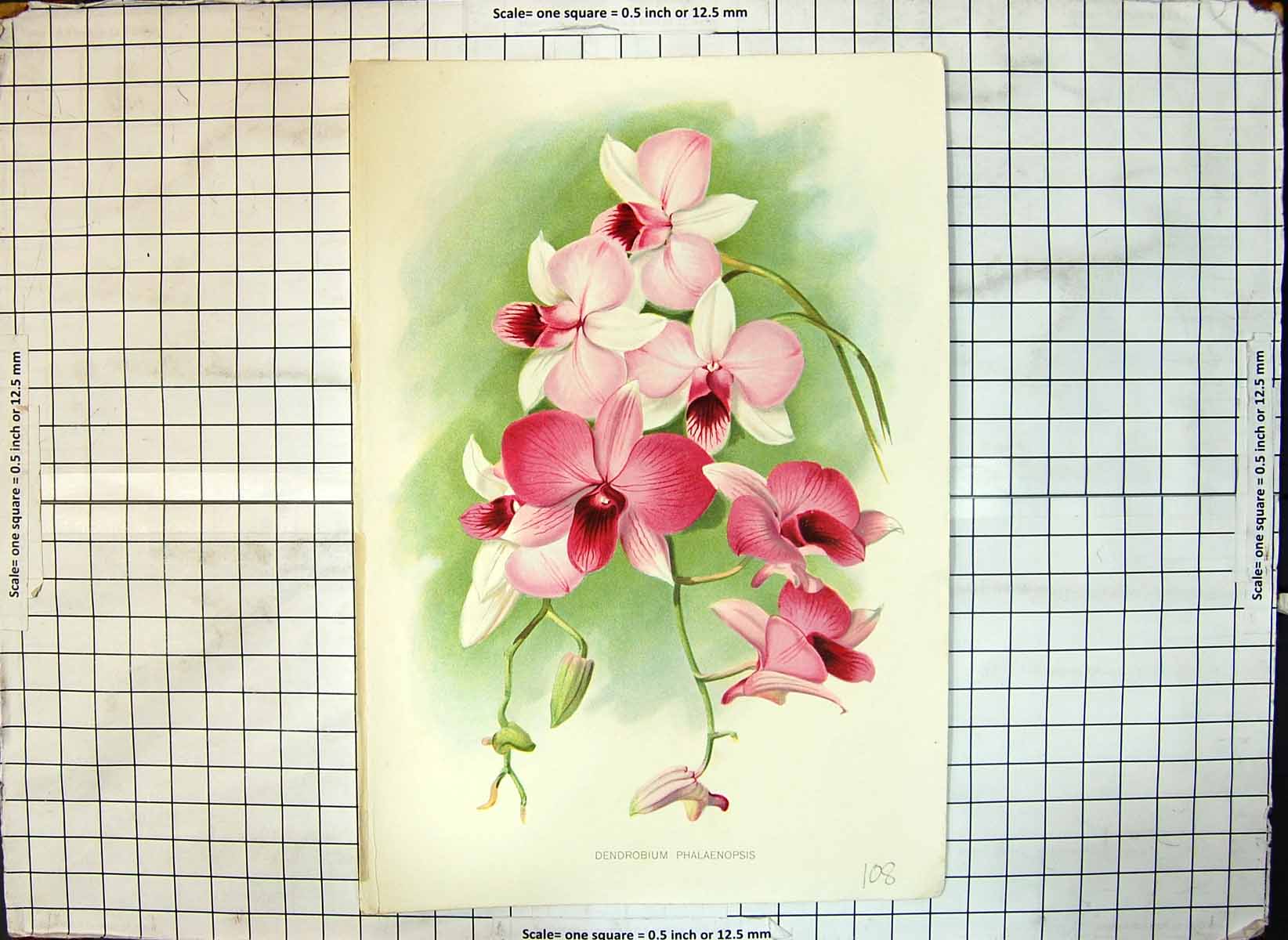 Original Old Antique Print Flower Dendrobium Phalaenopsis