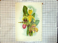 Antique Old Print Colour Flowers Cypripediums Insigne Var Chamberlainianum