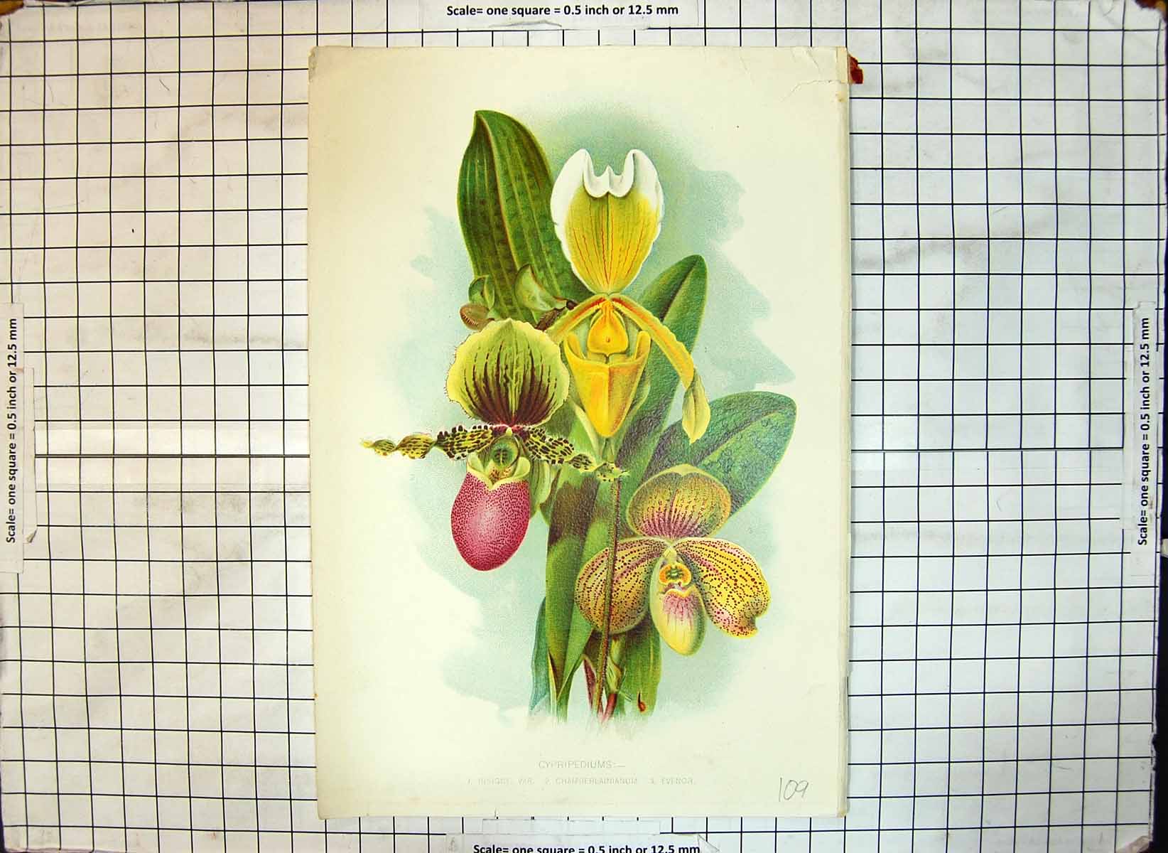 Antique Old Print Colour Flowers Cypripediums Insigne Var Chamberlainianum