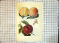 Antique Print Alexandra Noblesse Rivers Royal George Crimson Galande Apples