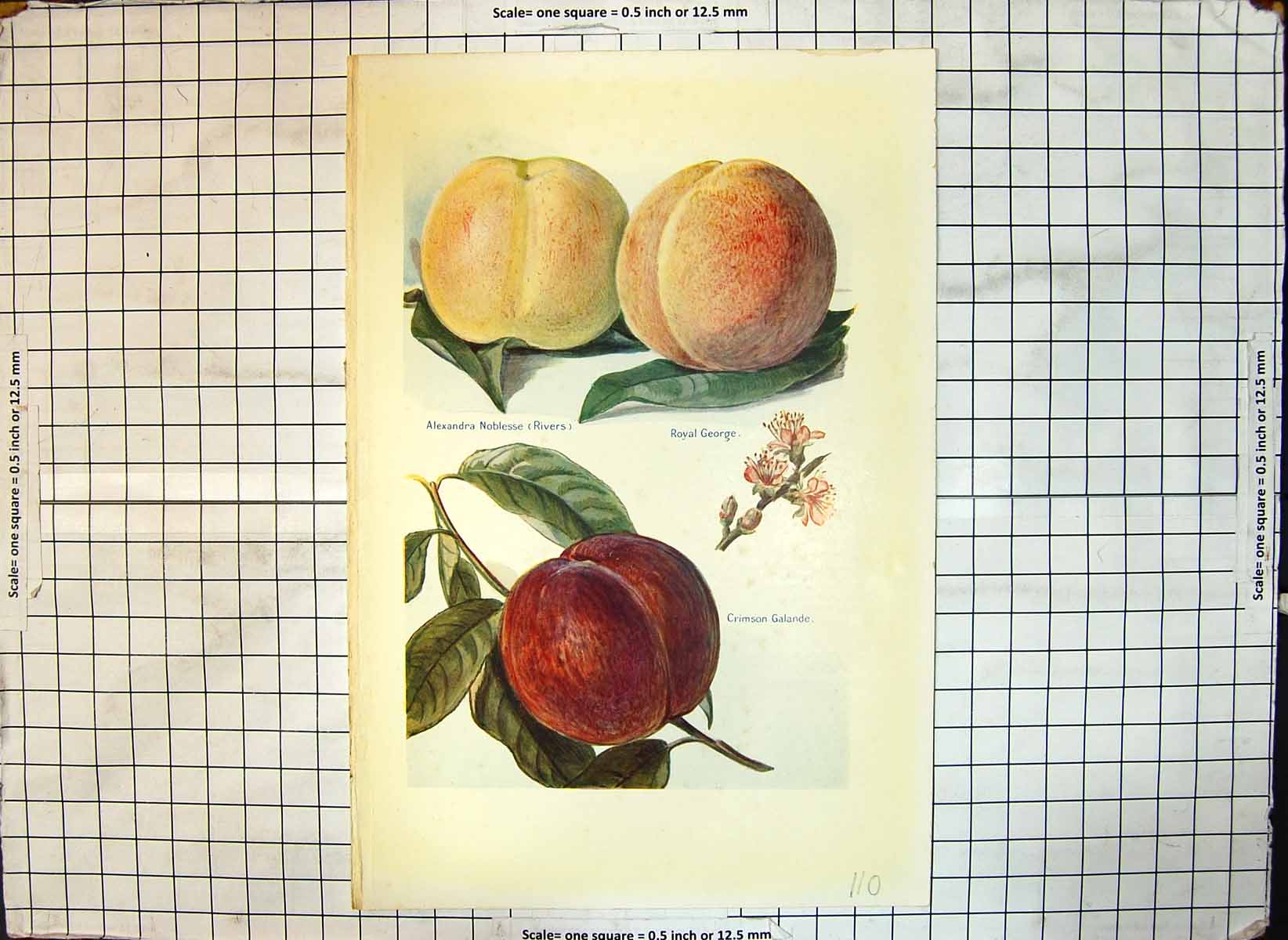 Antique Print Alexandra Noblesse Rivers Royal George Crimson Galande Apples