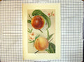 Original Old Antique Print Apples Alexander Rivers Early York