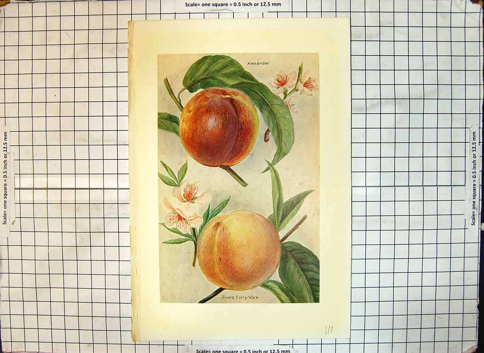 Original Old Antique Print Apples Alexander Rivers Early York