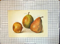 Old Antique Print Pears Easter Beurre Olivier De Serres Nouvelle Fulvie