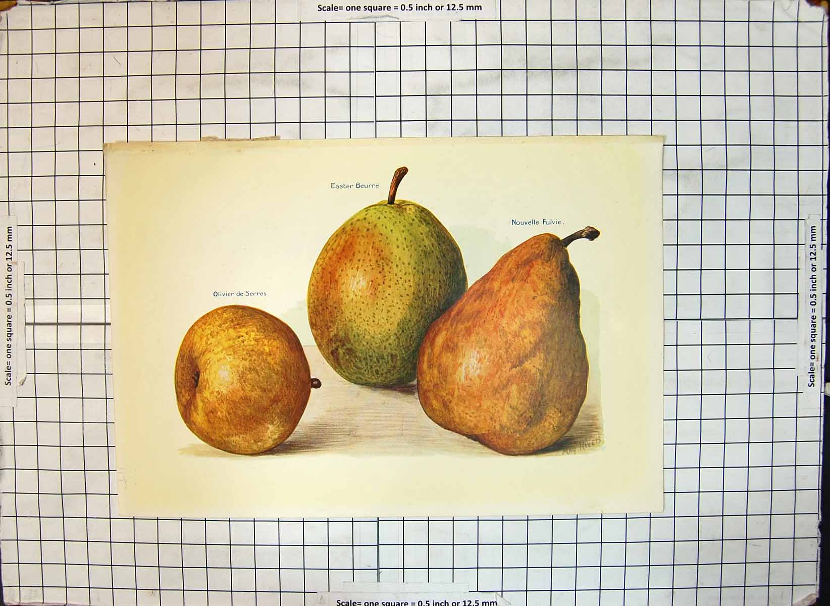 Old Antique Print Pears Easter Beurre Olivier De Serres Nouvelle Fulvie