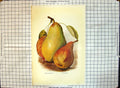 Original Old Antique Print Pears Pitmaston Duchess Durondeau