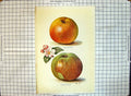 Original Old Antique Print Apples Newton Wonder Striped Beefing May Rivers