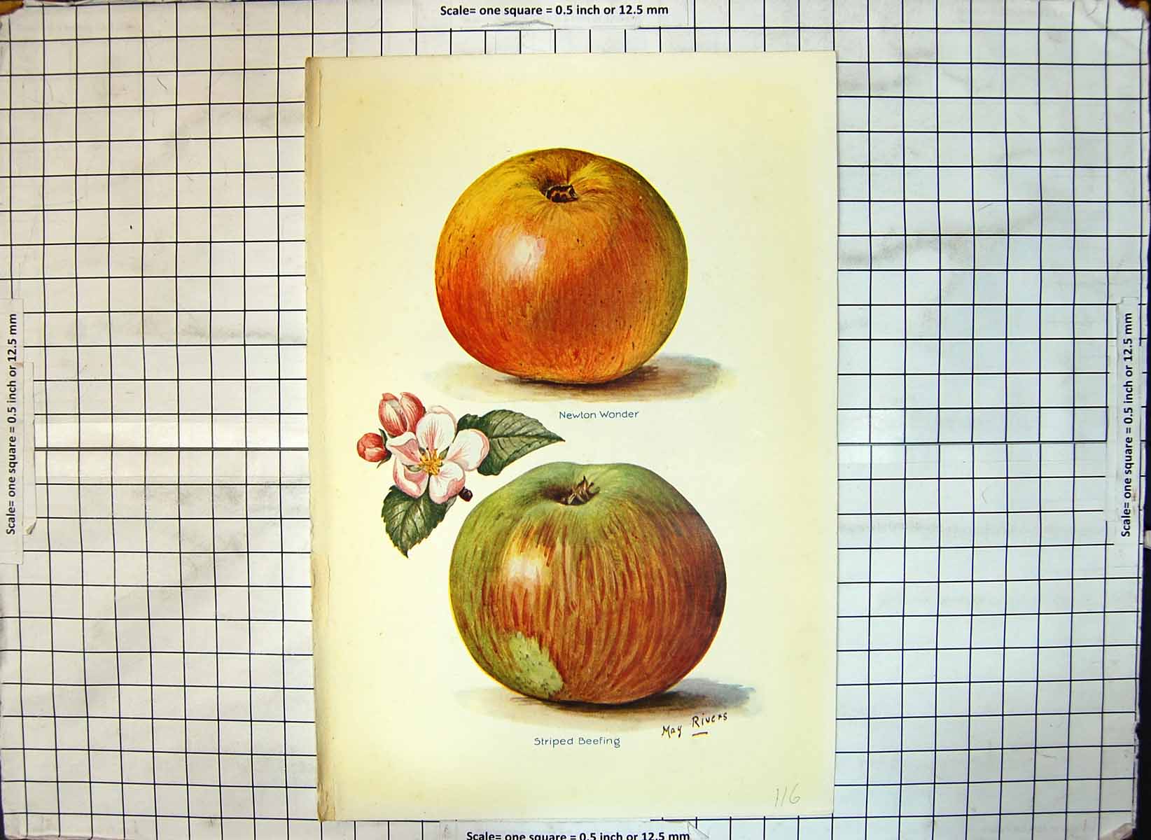 Original Old Antique Print Apples Newton Wonder Striped Beefing May Rivers