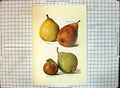 Old Print Pears Fondante D'Automne Louise Bonne Jersey Beurre D'Aremberg