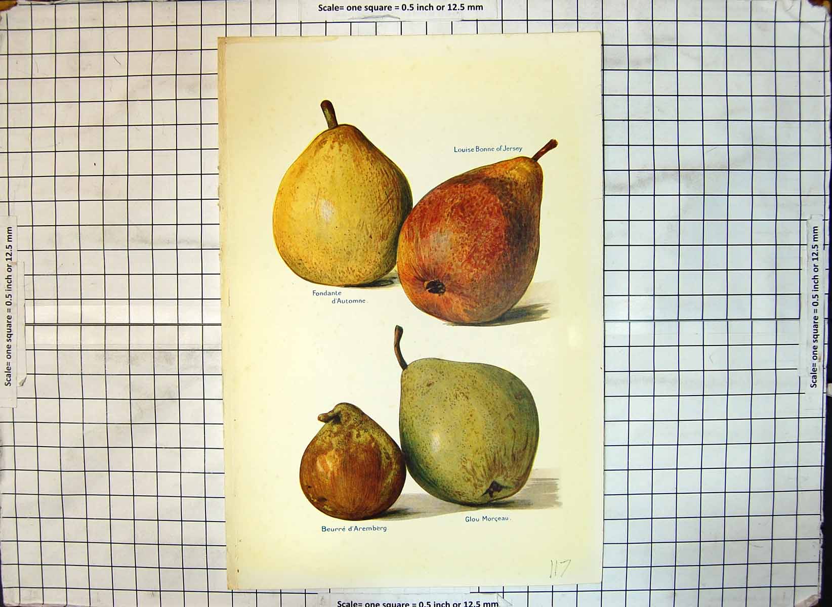 Old Print Pears Fondante D'Automne Louise Bonne Jersey Beurre D'Aremberg
