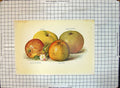 Old Print Apples Ecklinville Bramleys Seedling Duchess enburg Ribston Pi