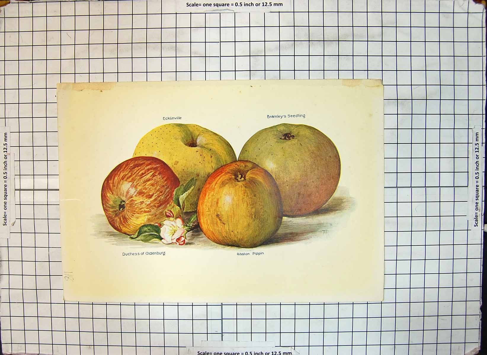 Old Print Apples Ecklinville Bramleys Seedling Duchess enburg Ribston Pi