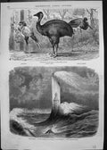 Antique Print New Birds Zoo Serpentaire Eddystone Lighthouse Plymouth Storm