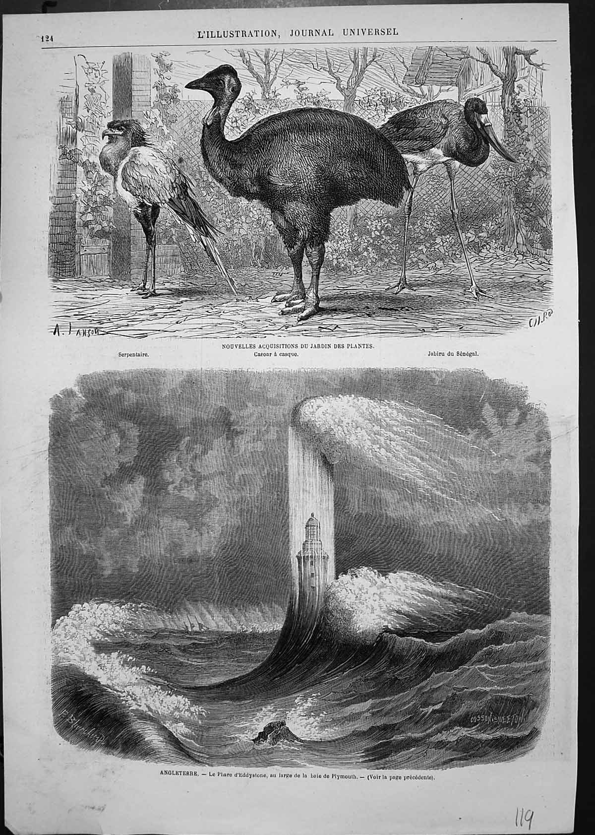 Antique Print New Birds Zoo Serpentaire Eddystone Lighthouse Plymouth Storm