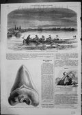 Antique Old Print English Tourists Boat Canal Fossil Carpentras Coal Wheat