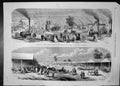 Old Exhibition Agricultural Soc Battersea Park London Animals Machine