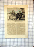 Old Antique Print All Round World Working Elephant Ceylon Pulling Plough