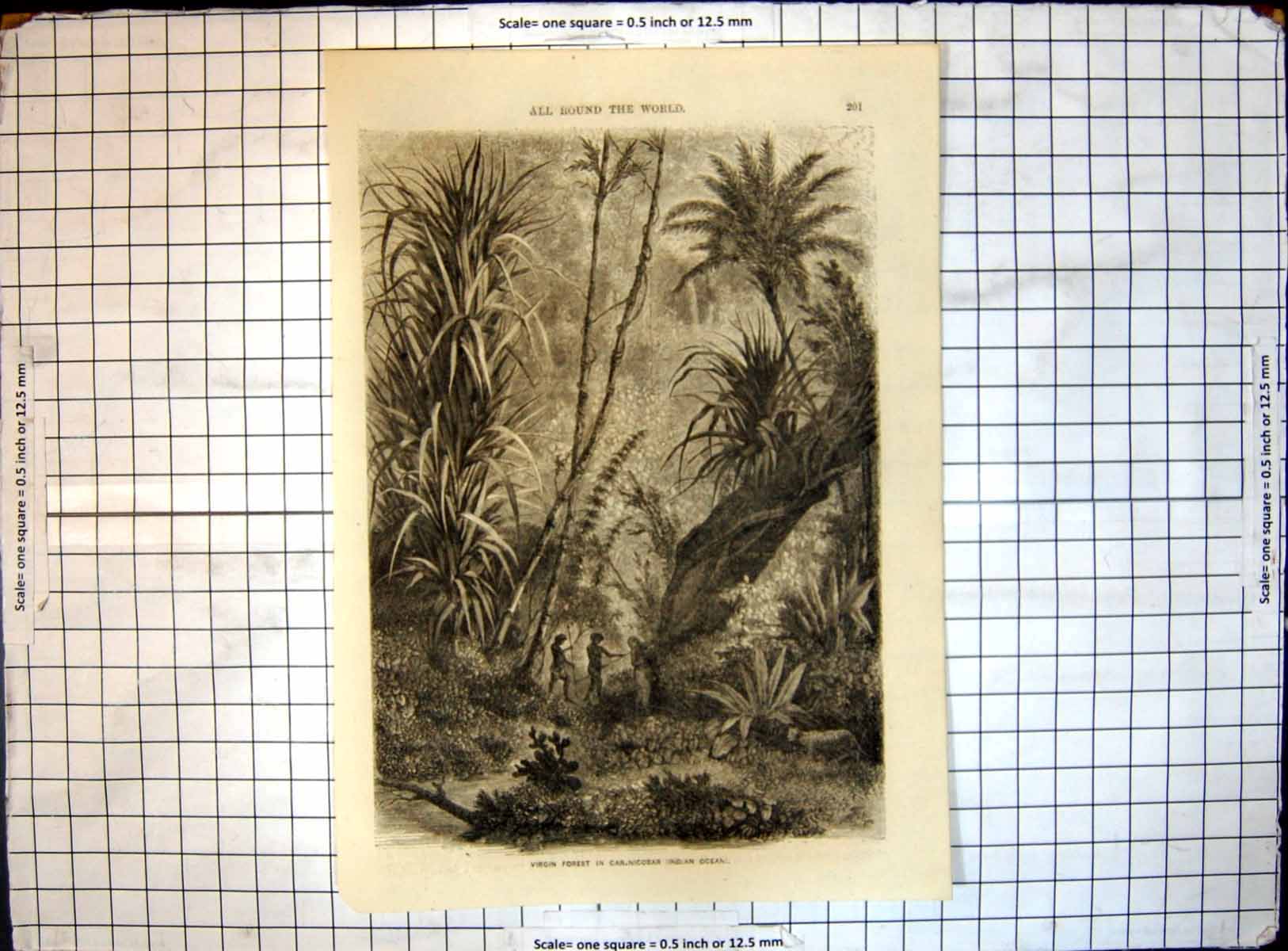 Old Antique Print All Round World Virgin Forest Car Nicobar Indian Ocean
