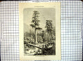 Original Old Antique Print All Round World Giant Pine Trees Sonora Hunting Deer