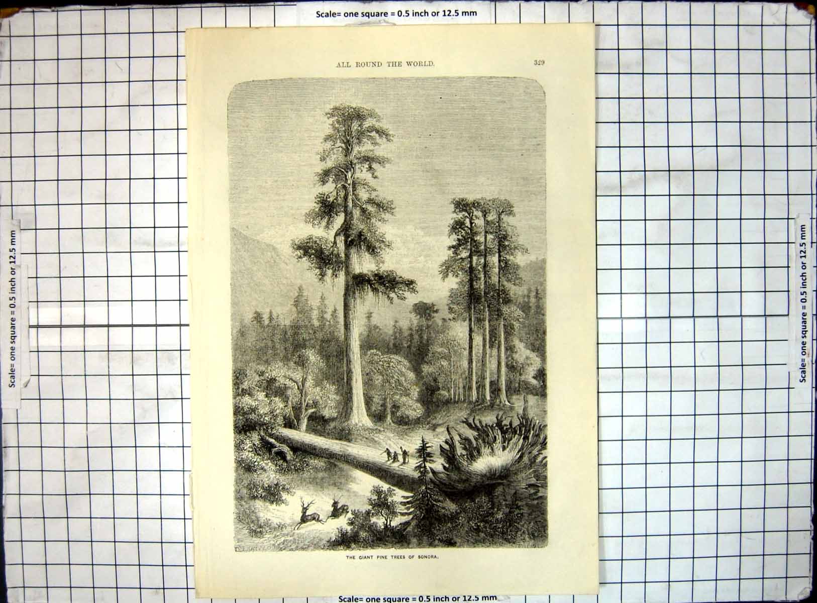 Original Old Antique Print All Round World Giant Pine Trees Sonora Hunting Deer