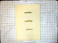 Original Old Antique Print Fish Speckled Goby Transparent Goby Slender Goby