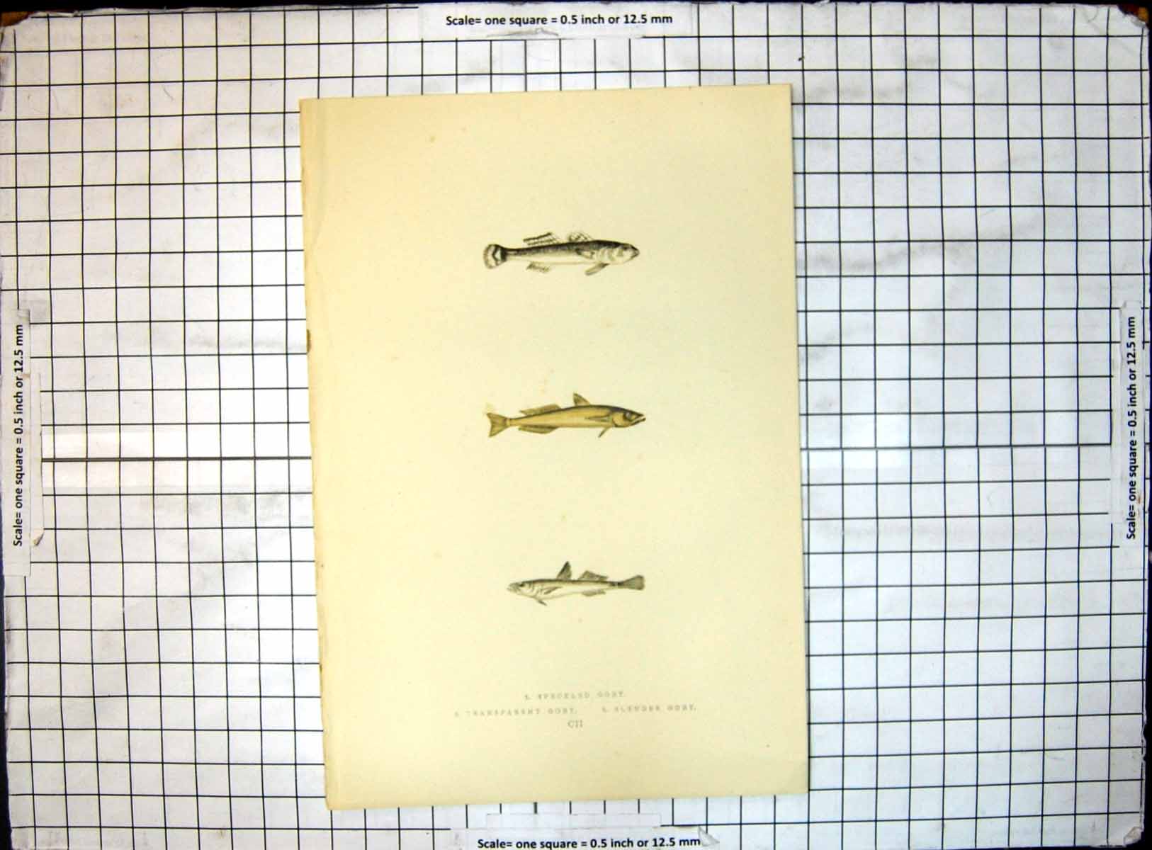 Original Old Antique Print Fish Speckled Goby Transparent Goby Slender Goby