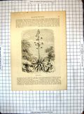 Original Old Antique Print All Round World Aloes Magney