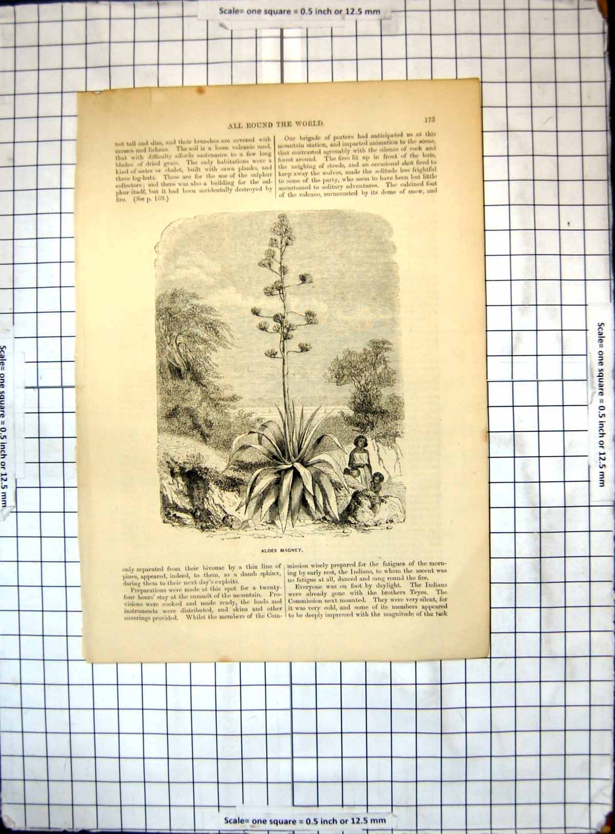 Original Old Antique Print All Round World Aloes Magney