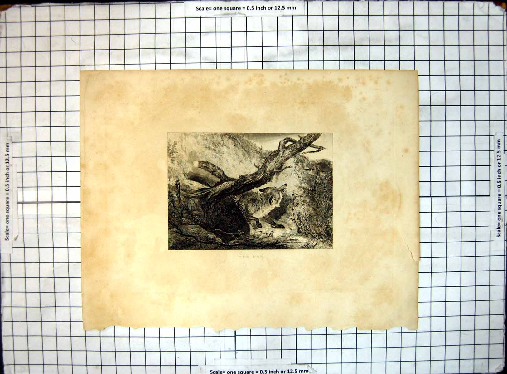 Original Old Antique Print Fox Hiding Under Branch Tree