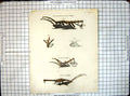 Antique Old Print Lord Somervilles Two Furrow Plough Beverstone Mr Turners