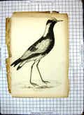 Original Old Antique Print Bird Pluvianus Armatus