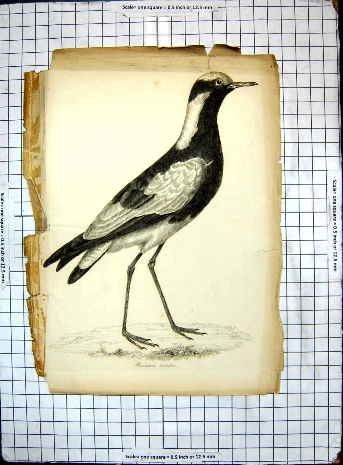 Original Old Antique Print Bird Pluvianus Armatus