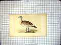 Original Old Antique Print Colour Illustration Bird Great Bustard