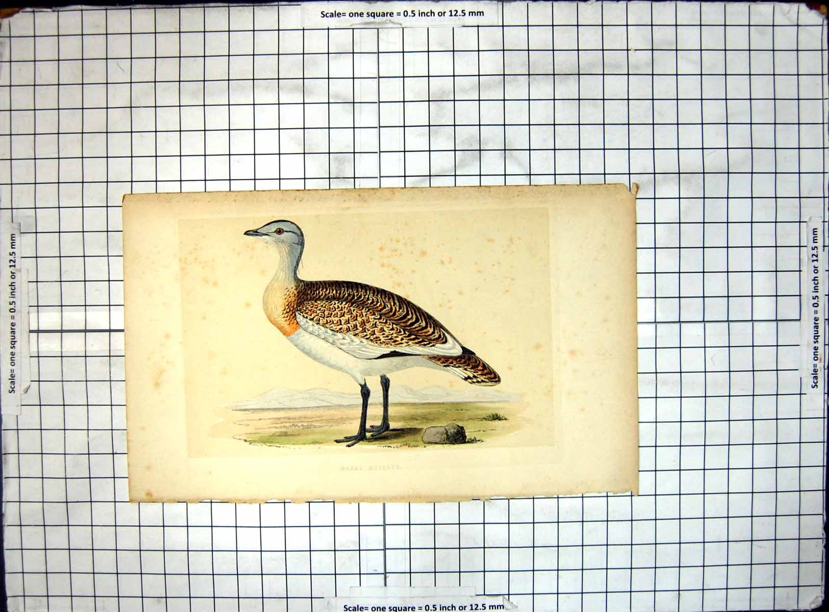 Original Old Antique Print Colour Illustration Bird Great Bustard