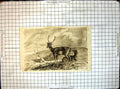 Original Old Antique Print Engraving Three Deer