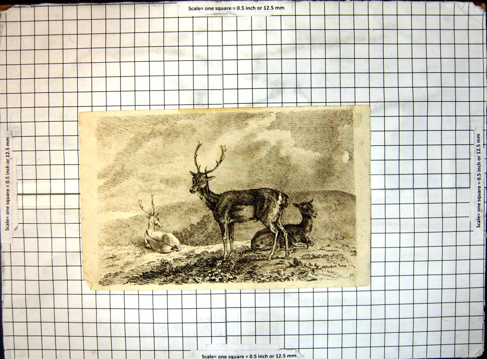Original Old Antique Print Engraving Three Deer