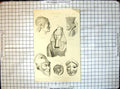 Antique Print Sculpture Aeginetan Persepolitan Egyptian Tetradracum Athens