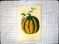 Original Old Antique Print Scarlet Fleshed Rock Melon
